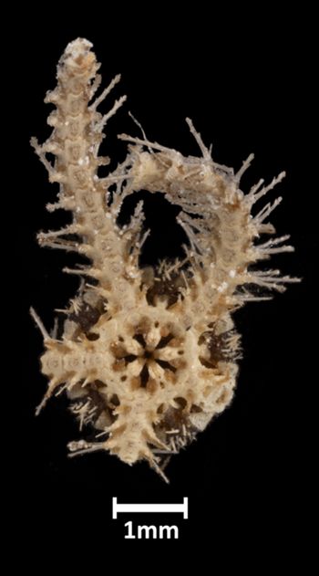 Media type: image;   Invertebrate Zoology OPH-3798 Aspect: ventral